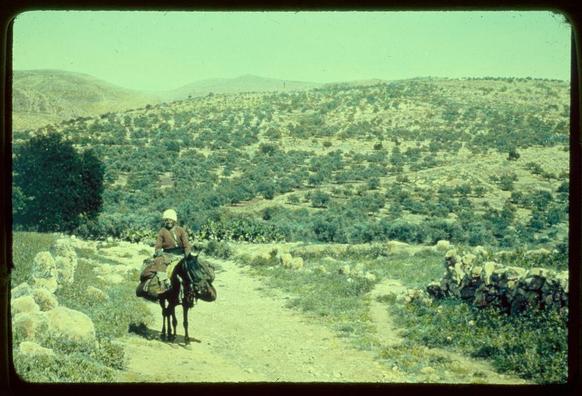 The image depicts a rural landscape with rolling hills covered in sparse vegetation, predominantly shrubs and small trees. A dirt path winds through the terrain on which a figure is seen riding a donkey or mule loaded down with various items such as bags and blankets. The rider wears traditional attire that includes a head covering, suggesting cultural significance. To one side of the path lies an accumulation of stones piled up in what appears to be a rough wall or barrier. In the background, more hills rise against a hazy sky indicative of distance and perhaps some heat haze. This scene likely represents rural travel through a region known for such topography, possibly during mid-20th-century times as suggested by its historical context provided from "Jaffa to Jerusalem." The image is credited to Matson Photo Service with dimensions noted at 2 x 2 inches in slide format and has a color tone typical of older photographs.