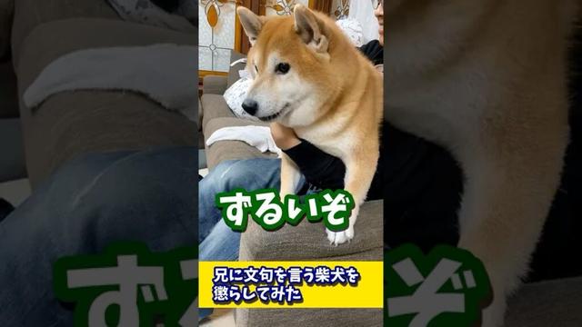 兄に文句を言う柴犬を懲らしめてみた #shibadog #柴犬 #sibainu  #犬のいる生活 #shorts