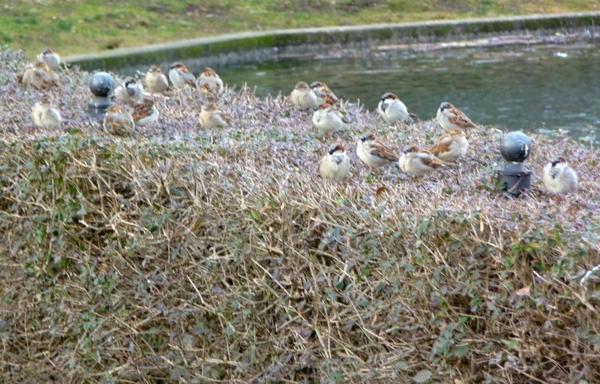 Eine größere Gruppe von Haussperlingen sitzt dicht gedrängt auf einer niedrigen, winterlich kahlen Hecke. Einige der Vögel sind aufgeplustert, andere schauen in verschiedene Richtungen. Links und rechts ragen zwei dunkle, kuppelförmige Pfosten aus der Hecke. Im Hintergrund ist ein flacher Wasserbereich zu sehen, dahinter eine grasige Fläche. 
Ende der Bildbeschreibung, es folgen Aufzählungen vom Wort Spatz in verschiedenen Sprachen und Hashtags. 









































passerdomesticus, Passer domesticus, #passerdomesticus Varpunen, Varpusta, Gorriones, Haussperling, #Haussperling 
Haussperlinge, #Haussperlinge, Wróbel, Wróbla, Wroble,  Wróble , Sparrow, Sparrows, Spuggy, Spuggies, Housesparrow,  #Housesparrow , #Housesparrows , House sparrow
Housesparrows, Gebäudebrüter, Spatz,
#Spatz Spatzen, #Spatzen #Passerotto
Moineau domestique, vrabac, Spoggies, 
moineaux domestiques,  Passerotto, Gorripato  #Moineaudomestique  врабче, Домашно врабче, huismussen, huismus, huismusjes, Pardal, gråspurv, 
AmbassadorOfUrbanNature
#AmbassadorOfUrbanNature
BotschafterDerStadtnatur 
#BotschafterDerStadtnatur
BNatSchG #BNatSchG
VogelDesJahres #VogelDesJahres
Vogel der Woche #weeSparrow 
#Strauchdiebe Strauchdiebe   🪶
#Sparrowglow #glow Flausch 
#StopHedgeClearing #birds 
#SchönesGegenDoofes 
#JederMeterHeckeFehlt 
#BirdOfTheDay 
#BirdOfTheWeek