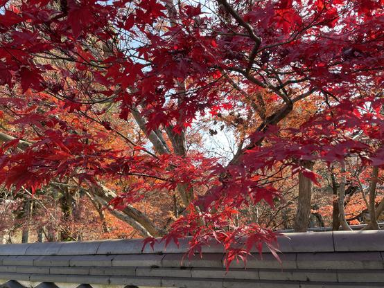 Vivid colors of a kind of maple tree at Eikandō