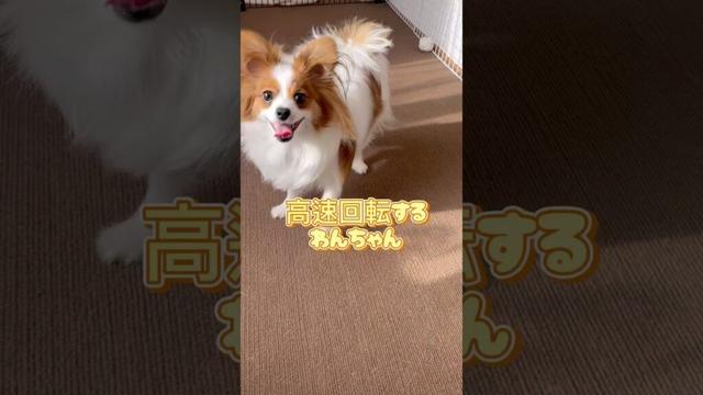 高速回転するわんちゃん #かわいいパピヨン #かわいいいぬ #いぬのいるくらし #高速回転する犬 #リーナ