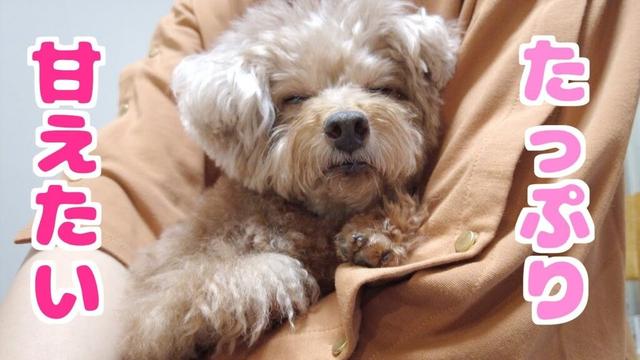 最近甘えん坊になった愛犬をさらに甘やかす方法を発見しました！