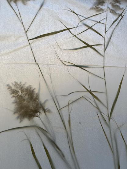 reeds behind japanese semitransparent paper on a window pane. The light shining through from behind blurring the reeds.