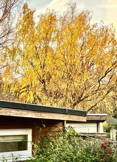Our neighbours’ tree in autumn gold catching a moment of evening sun. The corner of our garden room and our neighbour’s garage in the foreground
