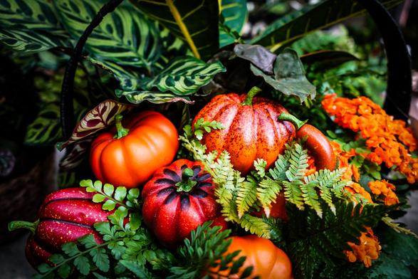 A close-up still life arrangement features a cluster of pumpkins and foliage against a dark background. Four pumpkins of varying sizes and shades of orange and red are visible, positioned close together. Green ferns and other leafy plants intertwine amongst the pumpkins, creating a dense, natural look. One pumpkin has a striated red pattern, and another displays a more mottled orange hue. The overall composition is richly colored and textured, with the dark backdrop highlighting the vibrancy of the pumpkins and leaves. Provided by @altbot, generated privately and locally using Gemma3:27b