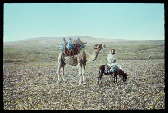 The image depicts a pastoral scene with two individuals and their animals in an open, rural landscape. In the foreground stands a camel adorned with colorful baskets on its back, suggesting it is used for carrying goods or water during travel across arid regions. A person sits atop one of these baskets, reinforcing this interpretation.

Adjacent to the camel, another individual rides a dark-colored donkey equipped with simple saddle gear. This person appears to be engaged in grazing, as they have their foot on the ground and are bending down slightly towards the dry grass covering the terrain.

The background is dominated by vast expanses of flat land under a bright blue sky, indicating an arid environment that might typically occur in Middle Eastern or North African regions. The horizon features gentle hills or low mountains, adding depth to the landscape but providing no significant landmarks for precise location identification.

Overall, this image captures a moment from everyday life where individuals rely on camels and donkeys as modes of transportation across open land, likely reflecting historical agricultural practices before motorized vehicles became prevalent in such regions. The color tones are naturalistic with hints of faded reds, greens, blues, and browns contributing to the earthy palette.

The caption "Jaffa to Jerusalem. Gezer." suggests that this image m [...]