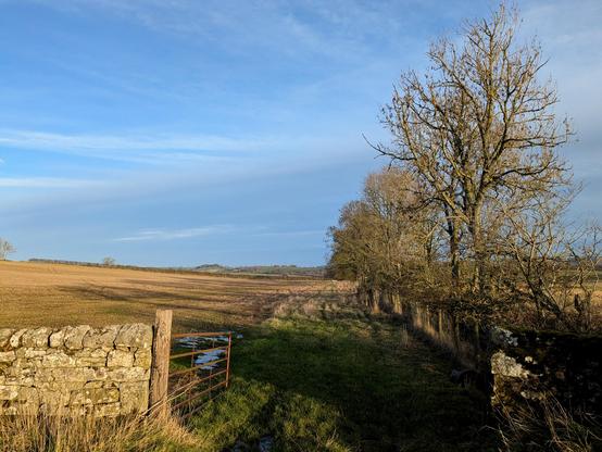 Colour photograph looking through an open farm gate over a field of stubble. There is a line of trees to the right of the field, and a stone wall to the left of the gateway. The sky is blue.