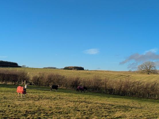 Colour photograph of a field containing three ponies wearing coats. There is a hedge behind them, and a further field beyond. Trees on the horizon. The sky is blue.