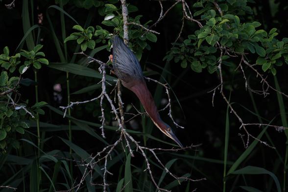 A green heron extending their neck fully as they grab at a thin stick with their long beak. The stick is below them on the branch so they are reaching downward and holding on to the branch with their bright orange feet. Their body is shiny blue. Their neck is reddish brown with a light stripe running down the underside. The scene is dark with green leaves and shadows