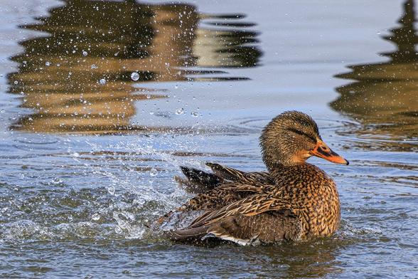 A photo of a brown mottled duck with an orange bill, perhaps a female mallard, vigorously splashing water with its wings while bathing in a pond in warm-toned late afternoon light, creating dramatic sprays and droplets all around it. Reflections of other birds create abstract brown and black reflections on the surface of the water in the background.