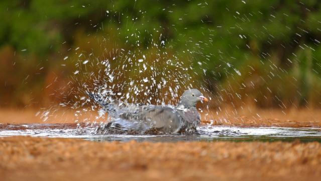 A bathing wood pigeon with a lot of flying drops
