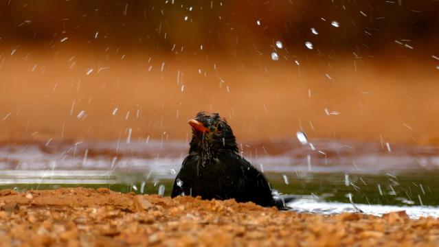 A bathing blackbird