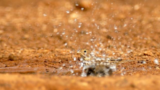 A corn bunting almost hidden in splashes