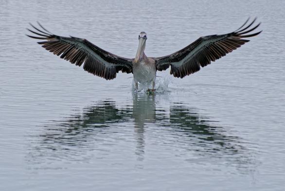 A Brown Pelican, making a splash as it hits the water coming in to land.  This isn't the usual fishing attempt, which usually sees the bill hitting the water first, and a much bigger splash.  Wings are outstretched, and mirrored in the wavy reflection - a grey day.
