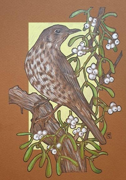 A small drawing of a mistle thrush bird sitting on a branch laden with mistletoe with white berries. The bird is brown with a pale breast with dark spots. The drawing is on brown paper with a light green background.
The mistle thrush likely got its name from its love of mistletoe - it will defend a berry-laden tree with extreme ferocity!
An original art work, please note that the frame is not included.
Colour pencil and mixed media on acid free toned artist paper
5 by 7 inches (12.7 by 17.8 cm).