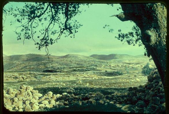 The image depicts a scenic landscape viewed through what appears to be the frame of an old film reel. The scene captures rolling hills in varying shades of green and brown, indicating dry or barren fields interspersed with patches of vegetation. In the foreground, there's a natural barrier made up of rocks and stones neatly piled along the path leading into the distance.
The composition includes tree branches from above on both sides framing this view like an old movie screen. The color palette has muted tones typical of vintage photography, possibly due to its age or how it was developed at that time. It's a serene rural scene with no visible signs of modern infrastructure except for what might be far-off buildings in the middle distance.
This landscape is identified as being located between Jaffa and Jerusalem along Upper Beth Horon during the years 1950-1977, based on additional information from 'Jaffa to Jerusalem.' The photographer who captured this image was a part of Matson Photo Service.