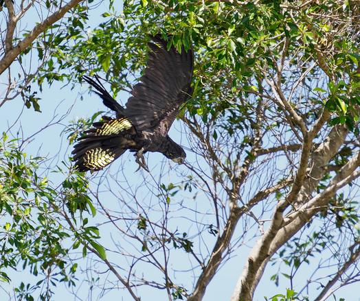 Female red-tailed cockatoo in flight