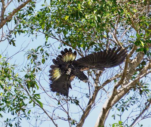 Female red-tailed cockatoo in flight
