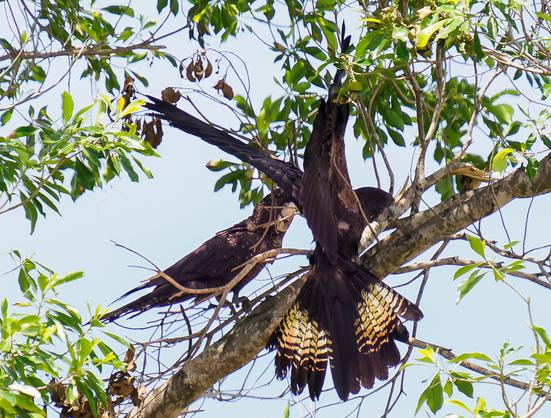 Female red-tailed cockatoo alighting on a branch next to her true love