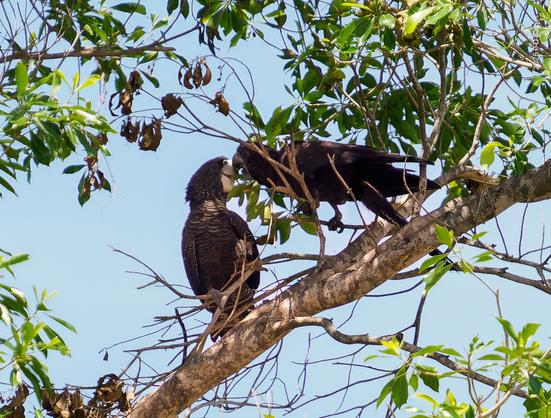 The kiss. Pair of red-tailed cockatoo lovers greeting each other.
