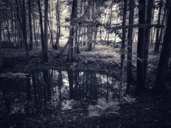 a dim clearing around a small pond at Sieur de Monts (spring of the mountains), the perfectly still surface mirrors the tree trunks and branches  into a dark, parallel dimension