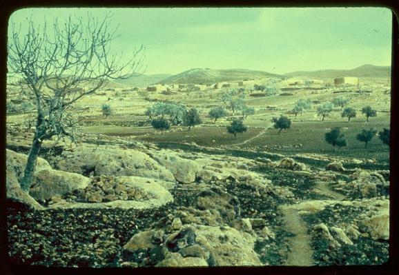 This image depicts a rural landscape, possibly from the Middle East or North Africa. The scene shows a rugged terrain with rocky outcrops and sparse vegetation, including trees that appear to be olive groves scattered across the fields. There is a winding path cutting through the middle of the photo, suggesting access for people or animals.

The background reveals a series of small buildings or houses in what could be a village setting, with some larger structures possibly indicating storage facilities like silos or barns. The sky above has a hazy quality, perhaps due to atmospheric conditions or photographic processing, and gives an overall impression that the image is somewhat old-fashioned, likely from mid-20th century.

The coloration of the photo leans towards cooler tones with a greenish tint, which might be indicative of film stock used at the time. The presence of this particular landscape in "Jaffa to Jerusalem" suggests it could have been taken during an archaeological or anthropological expedition between 1950 and 1977.

The photograph is credited to Matson Photo Service, indicating that they were responsible for capturing such images as part of their work. The specific image dimensions are provided in the alt text reference ("Matson Photo Service" with "2 x 2 in"), which may be relevant information if you're looking at this within a larger collection or databa [...]