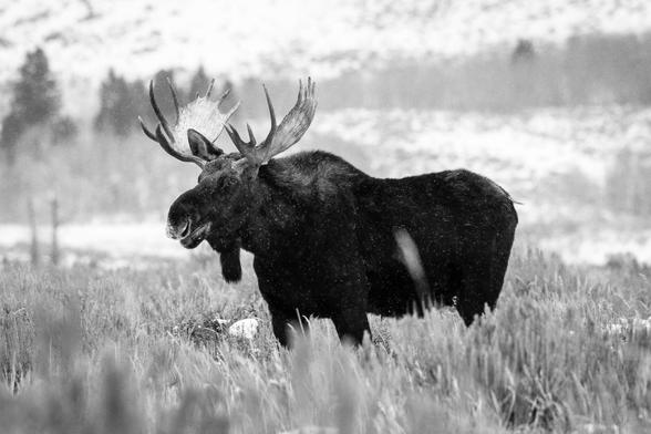 A large bull moose standing in the brush at Antelope Flats while it snows.
