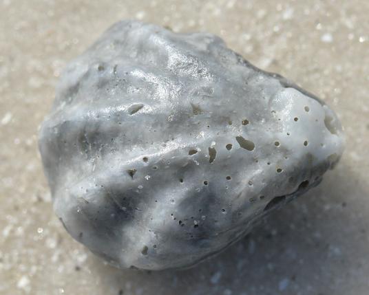 A photo of a worn Atlantic kitten's paw shell on the sand of a beach.
