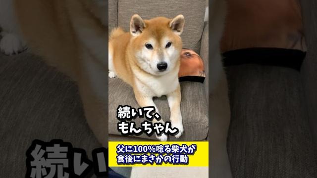 父に100％唸る柴犬におやつをあげたら・・・ #shibadog #柴犬 #sibainu  #犬のいる生活 #shorts