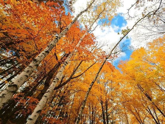 One of a series of photos showing autumn scenes in the upper Midwest of the United States, with colorful forests and calm reflective lakes, under partly cloudy skies.
