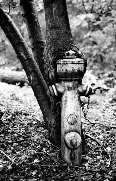 The black and white image shows an old fire hydrant partly engulfed by the trunk of a tree as leaves and branches scatter across the ground.