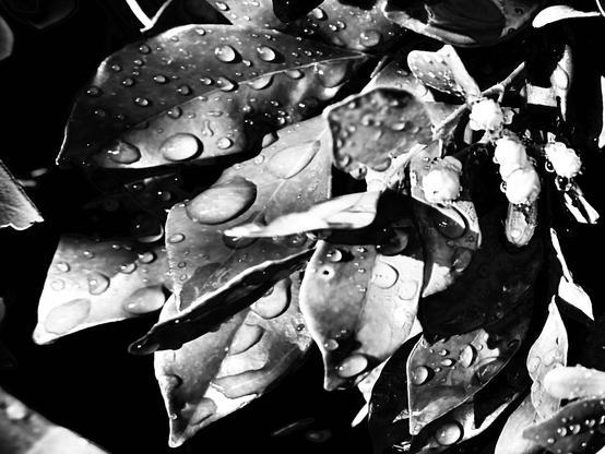 Photo de feuille avec des gouttes de pluie de différentes taille posées dessus

Photo of leaf with raindrops of different sizes placed on it