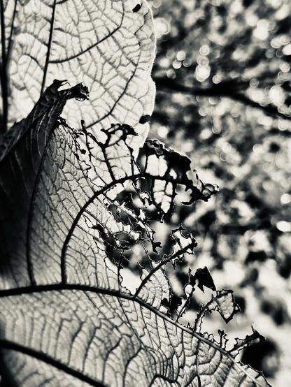 Photo d’une feuille translucide exposé au soleil permettant d’observer des nervures 

Photo of a translucent leaf exposed to the sun to observe veins