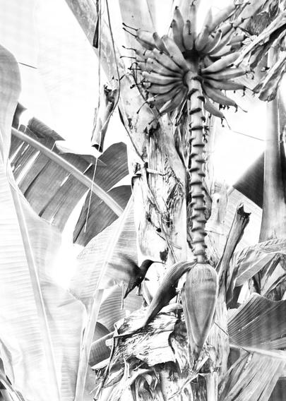 Photo d’un colibri (oiseau) devant une fleur de bananier 

Photo of a hummingbird (bird) in front of a banana flower