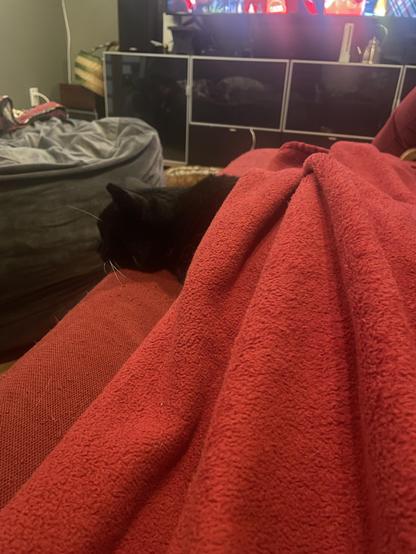 A small black cat lives underneath a red quilt. Just her head is poking on.