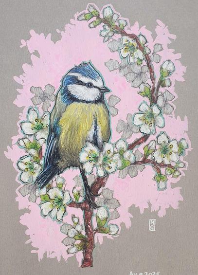 A small colour drawing of a little blue tit bird sitting on a branch that is covered in white blossom. The drawing has a pink background and is on grey pastel paper.
A colourful mix of blue, yellow, white and green makes the Blue Tit one of our most attractive and most recognisable garden visitors.
An original art work, please note that the frame is not included.
Colour pencil and mixed media on acid free toned artist paper
5 by 7 inches (12.7 by 17.8 cm).
Sold unframed
