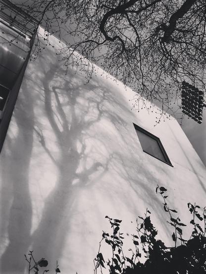 A three dimensional shadow of an urban tree cast upon a flat white wall. The viewers perspective is looking up, the building upper edge angling down an away, that creates a triangle of sky within the top right hand faith of the frame. This triangle is occupied by the trees branches, creating natural framing. Opposite at the bottom of the portrait frame a silhouette of a hedge line continues the natural framing. Black and white tonal image.