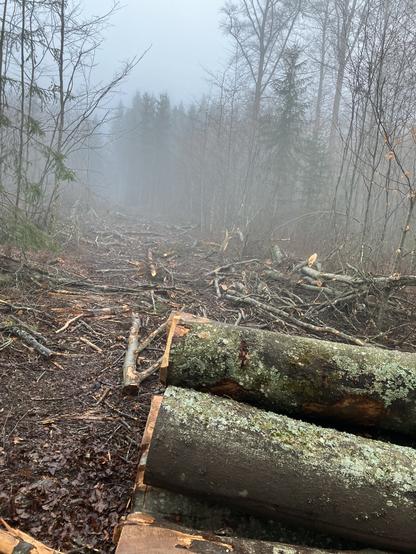Eine Schneide im Nebel. Vorne liegen abgesägte, dicke Buchenstämme. Die Schneise ist voll mit überfahrenem Schwacholz.
