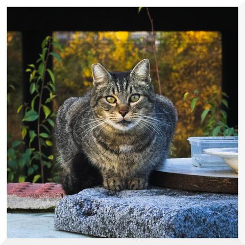 Image of a tabby stray cat staring at the camera. Its eyes are yellowish-green and its nose is pink.
—
Imagen de un gato callejero atigrado que mira fijamente a la cámara. Sus ojos son de un color verde amarillento y su nariz es rosada.