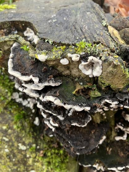 Ein fast schwarzer Baumpilz mit weißem Rand. er wächst in dichten Reihen übereinander.
