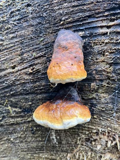 Morsches, schwarzgraues holz, aus dem zwei Baumpilze kommen. der Obere Ist nasenförmig. Der Farbverlauf geht von oben schwarz über braun, orange gelb nach weiß unten. Am oberen hängen ein paar Tropfen.