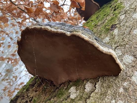 Ein konsolenförmiger Baumpilz. Unter gleichmäßig beige, oben schwarz, braun gestreift.