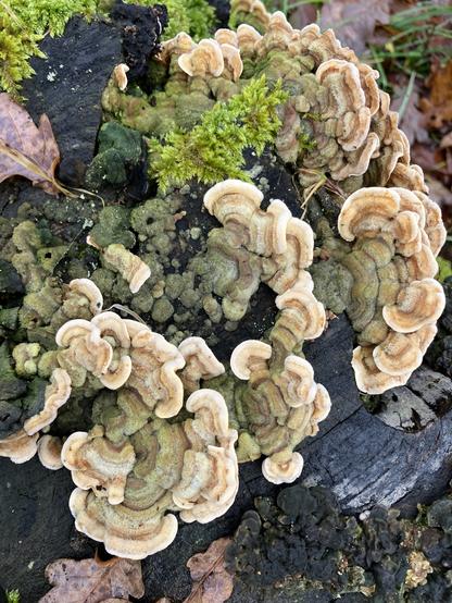 Stamm, fast völlig von Baumpilzen bedeckt. Die inneren Teile sind grünlich, die äußeren mit braunen und beigen Zonen.
