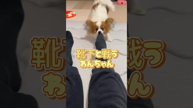 靴下と戦うわんちゃん #かわいいパピヨン #かわいいいぬ # papillon #いぬのいるくらし #リーナ #靴下と戦う犬