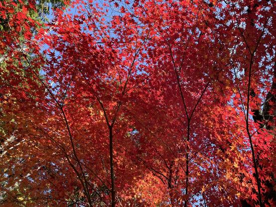 Maple leaves in early December in Japan.