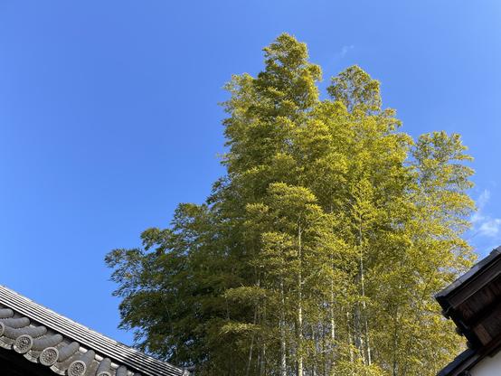 Bamboo patch outside the major Zen temple Nanzenji