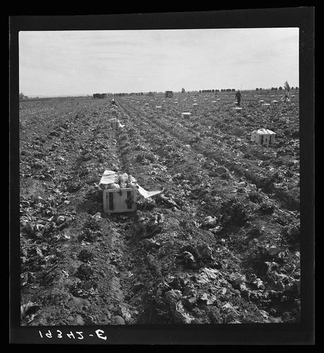The image is a black and white photograph depicting agricultural workers on an open field. The scene appears to be from the early 20th century, judging by its monochromatic tone and grainy texture.

In the foreground, there's a large crate filled with what seems to be harvested crops, possibly lettuce or similar leafy greens based on their shape and density of leaves. This crate is being pulled along a dirt path through the field using wheels attached to it. The workers pushing this cart are not directly visible in the image.

The middle ground shows another worker standing amidst rows of crops that have been recently harvested, as indicated by the bare soil tracks left behind where vegetation was once present. Behind these individuals, more crates can be seen scattered across the field, suggesting a methodical harvesting process.

In the background, there are multiple people working at different distances from each other within this expansive agricultural landscape. The sky is clear and open, hinting that it's likely daytime with good weather conditions for farming activities.

There's an inscription on the negative (the part of film or digital image captured during a photograph) which reads "1D3 HJ - E", potentially indicating the photographer's cataloguing system but doesn't provide direct information about this particular scene. The overall atmosphere conveys hard lab [...]