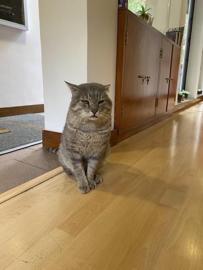 En una oficina con piso de madera clara, cerca de un armario empotrado de madera oscura, hay un gato gris de patrón atigrado. Hay varias plantas suculentas pequeñas.