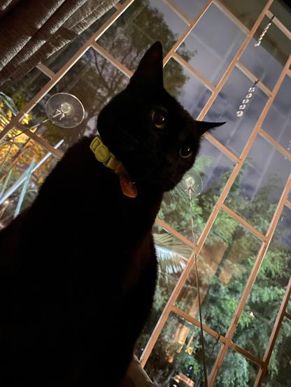 Escena nocturna. Enfrente de una ventana enrejada que da a unos árboles hay una gata negra, se ve gorda y su color es sólido. Tiene un collar y ojos amarillos.