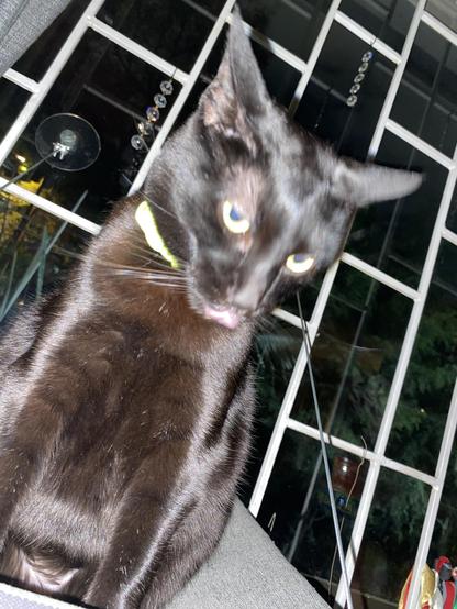 Escena nocturna. Enfrente de una ventana enrejada que da a unos árboles hay una gata negra, se ve flaca y su color de pelo está entre negro, marrón y el rosado de la piel. En el patrón de su pelaje se ven rayas. Tiene un collar y ojos amarillos.